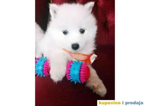 U ponudi stenci SAMOJEDA odlicnog porekla - 4/7