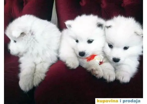 U ponudi stenci SAMOJEDA odlicnog porekla - 5/7
