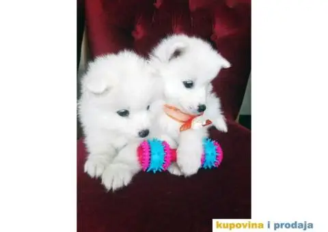 U ponudi stenci SAMOJEDA odlicnog porekla - 6/7