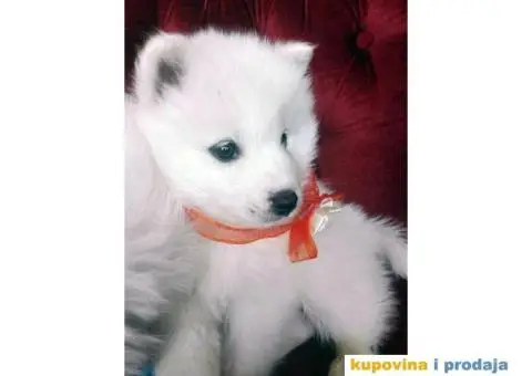 U ponudi stenci SAMOJEDA odlicnog porekla - 7/7