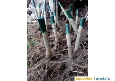 AKCIJA! Sertifikovane jednogodisnje sadnice PAULOVNIJE - 1/5