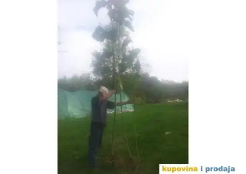 AKCIJA! Sertifikovane jednogodisnje sadnice PAULOVNIJE - 2/5