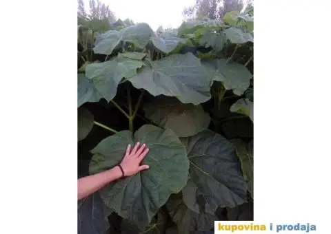 AKCIJA! Sertifikovane jednogodisnje sadnice PAULOVNIJE - 3/5