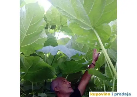 AKCIJA! Sertifikovane jednogodisnje sadnice PAULOVNIJE - 4/5