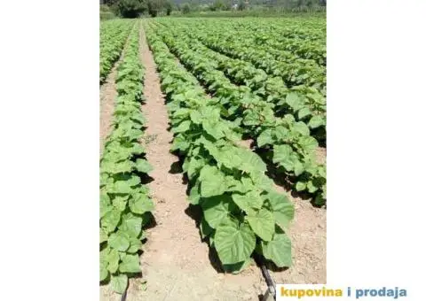 AKCIJA! Sertifikovane jednogodisnje sadnice PAULOVNIJE - 5/5