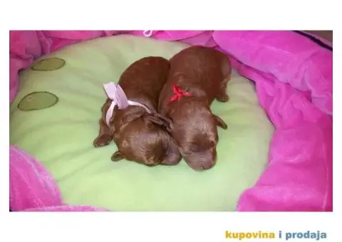 Crvena Patuljasta Pudla štenad na prodaju - 4/12