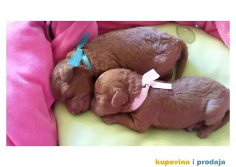 Crvena Patuljasta Pudla štenad na prodaju - 5/12