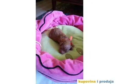 Crvena Patuljasta Pudla štenad na prodaju - 7/12