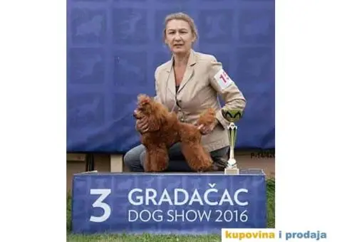 Crvena Patuljasta Pudla štenad na prodaju - 10/12