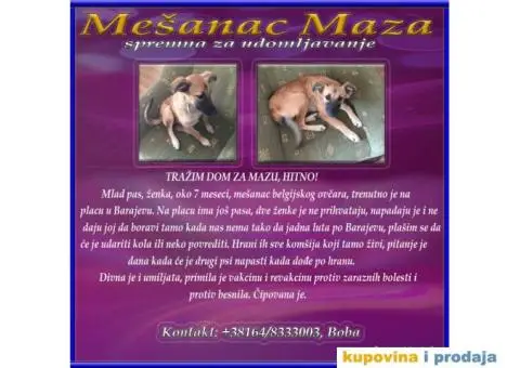 Maza spremna za udomljavanje - 1/3