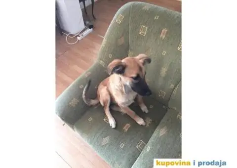 Maza spremna za udomljavanje - 2/3