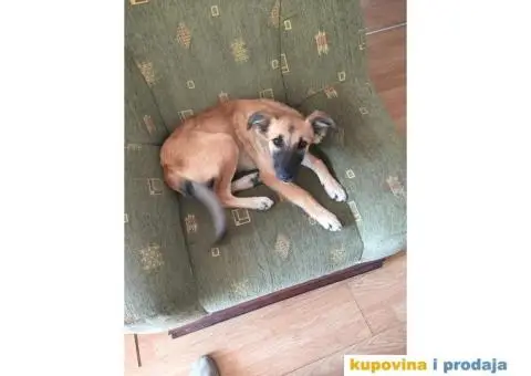 Maza spremna za udomljavanje - 3/3