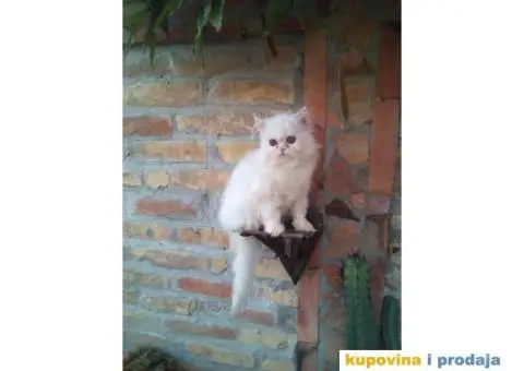 PERSIJSKI MACICI tokom cele godine - 1/8