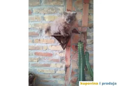 PERSIJSKI MACICI tokom cele godine - 2/8