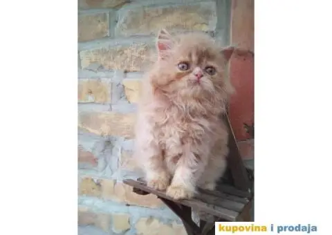 PERSIJSKI MACICI tokom cele godine - 3/8