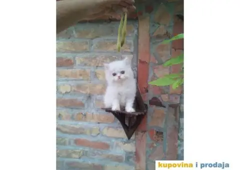 PERSIJSKI MACICI tokom cele godine - 4/8