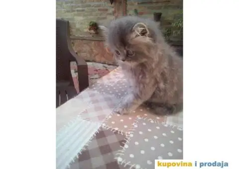 PERSIJSKI MACICI tokom cele godine - 5/8