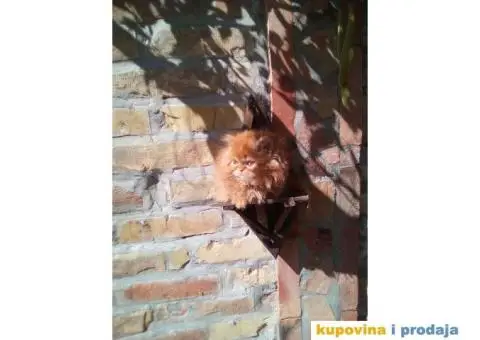 PERSIJSKI MACICI tokom cele godine - 6/8