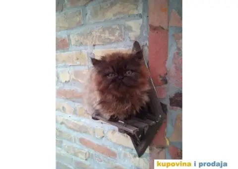 PERSIJSKI MACICI tokom cele godine - 7/8