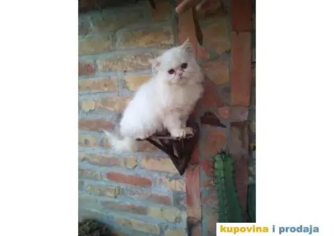 PERSIJSKI MACICI tokom cele godine - 8/8