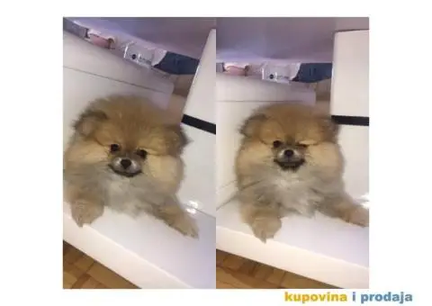 POMERANAC vrhunskog ruskog porekla - 1/9