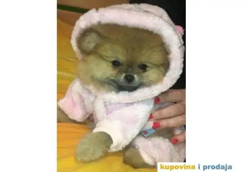 POMERANAC vrhunskog ruskog porekla - 2/9