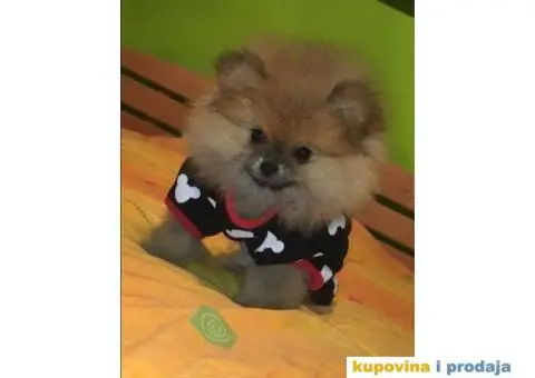 POMERANAC vrhunskog ruskog porekla - 3/9