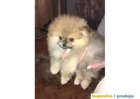 POMERANAC vrhunskog ruskog porekla - 4/9