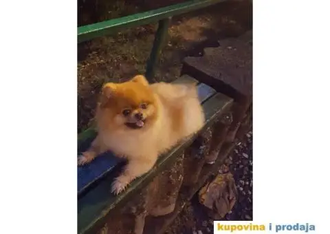 POMERANAC vrhunskog ruskog porekla - 5/9