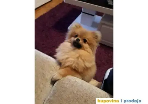 POMERANAC vrhunskog ruskog porekla - 6/9