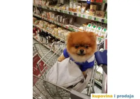 POMERANAC vrhunskog ruskog porekla - 7/9