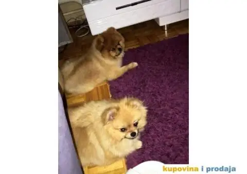 POMERANAC vrhunskog ruskog porekla - 9/9