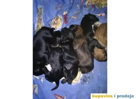 TIBETSKI TERIJER odlicnog porekla - 1/8