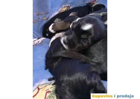 TIBETSKI TERIJER odlicnog porekla - 2/8