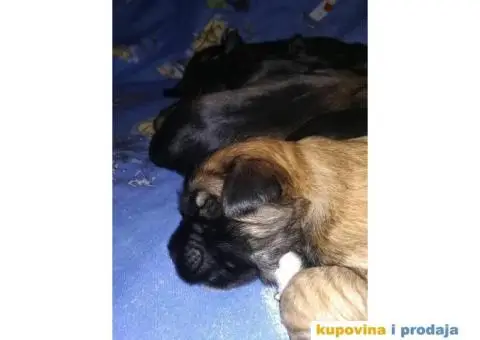 TIBETSKI TERIJER odlicnog porekla - 3/8