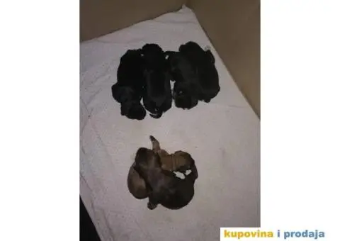 TIBETSKI TERIJER odlicnog porekla - 4/8