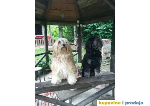 TIBETSKI TERIJER odlicnog porekla - 5/8