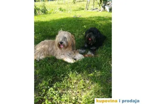 TIBETSKI TERIJER odlicnog porekla - 6/8