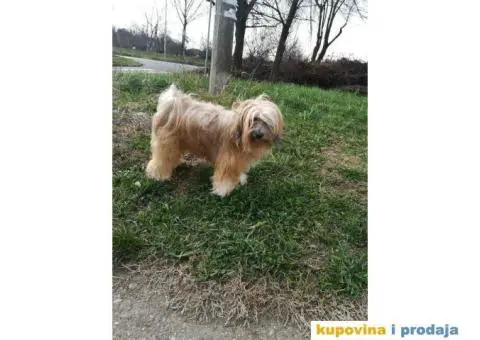 TIBETSKI TERIJER odlicnog porekla - 7/8
