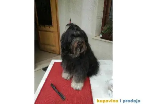 TIBETSKI TERIJER odlicnog porekla - 8/8