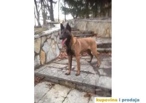 BELGIJSKI OVCAR, Malinoa - odrasli psi - 4/4