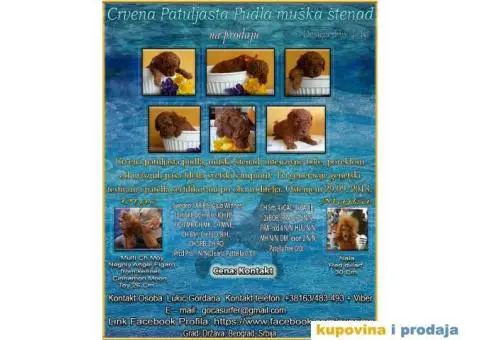 Crvena Patuljasta Pudla muška štenad na prodaju - 1/10