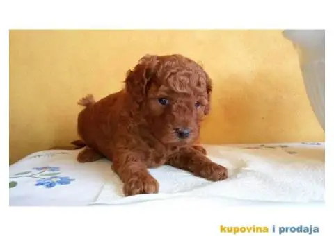 Crvena Patuljasta Pudla muška štenad na prodaju - 2/10