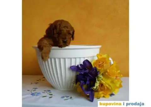 Crvena Patuljasta Pudla muška štenad na prodaju - 3/10