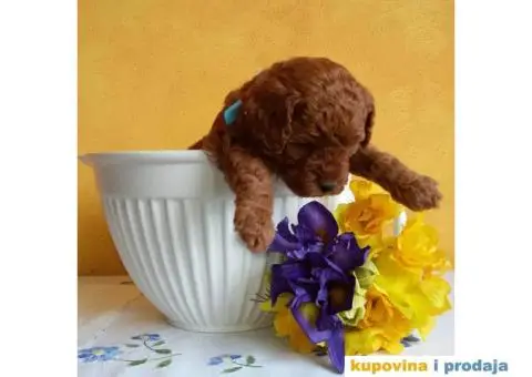 Crvena Patuljasta Pudla muška štenad na prodaju - 4/10