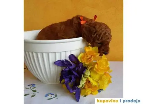 Crvena Patuljasta Pudla muška štenad na prodaju - 5/10