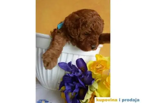 Crvena Patuljasta Pudla muška štenad na prodaju - 6/10