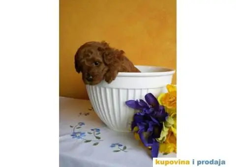 Crvena Patuljasta Pudla muška štenad na prodaju - 7/10