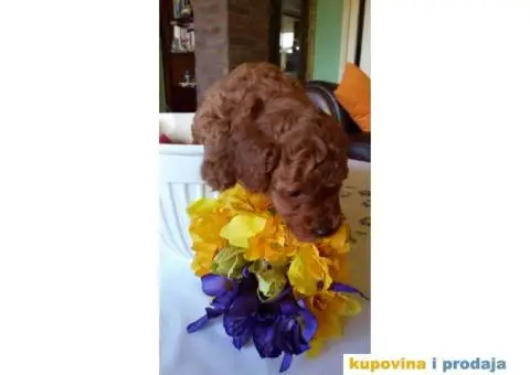 Crvena Patuljasta Pudla muška štenad na prodaju - 8/10