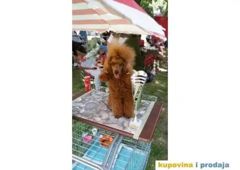 Crvena Patuljasta Pudla muška štenad na prodaju - 10/10